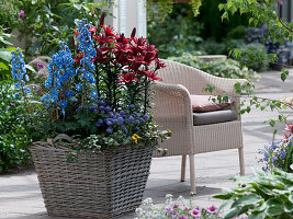 Quadratischer Korb bepflanzt mit Delphinium elatum