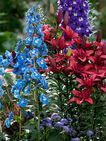 Delphinium elatum Magic Fountain (Delphinium)