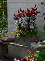 Lilium asiaticum 'Monte Negro' (Lilies), Cosmos (Jewel Basket)