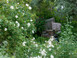 Rosa semiplena historical rose, once flowering, very frost hardy