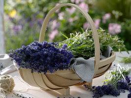 Freshly harvested Lavandula (lavender) in wooden basket