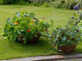 Tropaeolum Mischung und 'Black Velvet' (Kapuzinerkresse)