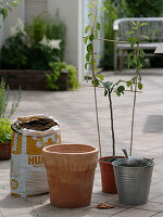 Pear in terracotta potted plants