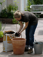 Planting a pear in a terracotta pot (3/8)