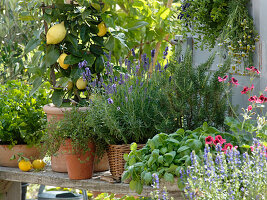 Citrus limon 'Florentina', Lavandula, Rosemary