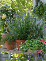 Citrus limon 'Florentina' (lemon), Hyssopus (hyssop), Rosmarinus