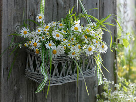 Korb mit kleinen Sträußen aus Tanacetum (Wucherblume), Leucanthemum