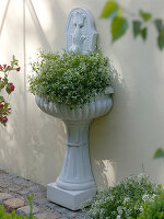 Wandbrunnen bepflanzt mit Euphorbia 'Diamond Frost' (Zauberschnee)