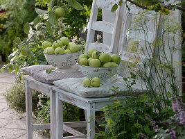 Apples 'Weißes Klarapfel', freshly harvested