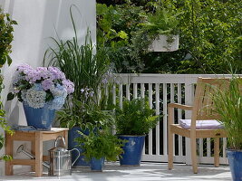 Shadow balcony with Hydrangea 'Endless Summer', 'Forever'