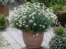 Argyranthemum frutescens 'Stella 2000' (Margerite) in Terrakotta-Kübel