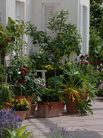 Snack terrace with Lycopersicon (tomatoes), Malus 'Cox Orange', 'Klarapfel' (clear apple)