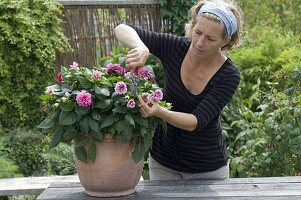 Frau schneidet verblühte Blüten von Dahlia (Dahlie) aus
