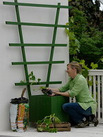 Cucumber in green tub on the balcony (1/2)