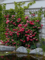Rosa 'Rosarium Uetersen' (Kletterrose), Parthenocissus (Wilder Wein)