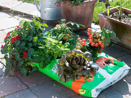Plant a mini snack garden in a soil bag (5/5)