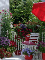 Cleome 'Senorita Rosalita' (spider plant), Lathyrus odoratus (sweet pea)