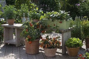 Lycopersicon 'Miniboy' (Mini - Tomate) in Terracotta - Kübel