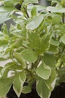 Ocimum basilicum 'Pesto Perpetuo' (Weißbuntes Basilikum)