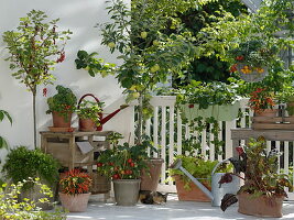 Fruit and vegetable balcony