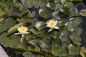 Building a mini pond from a bed with a wooden border 4/4