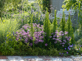 Violettes Sommerbeet mit Cleome 'Senorita Rosalita' (Spinnenpflanzen)