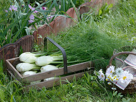 Freshly harvested tuber fennel in wooden basket