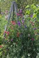 Sweet peas on self-made trellis