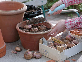 Pull gladioli into terracotta tubs