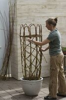 Sweet peas on homemade trellis (5/7)