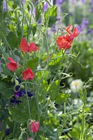 Sweet peas on a self-made trellis