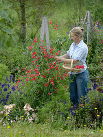 Sweet peas on self-made trellis