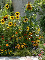 Late summer bed with sunflowers 'Hello' Yellow, 'Autumn beauty'