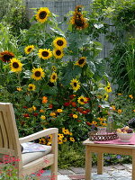 Spätsommerbeet mit Sonnenblumen 'Hallo' gelb, 'Herbstschönheit'