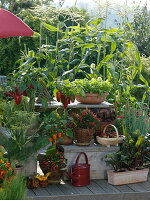 Snack terrace with peppers, fennel, rocket, beetroot