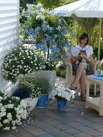 Blue-white terrace in partial shade