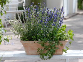 Terracotta box with hyssop, oregano and lemon thyme