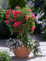 Pelargonium grandiflorum Aristo 'Claret' (Edelgeranie) Stämmchen