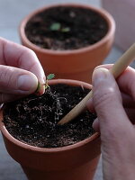 Sowing strawberries of the month (8/12)