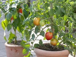 Lycopersicon 'Ochsenherz' syn. 'Fourstar f1' (Tomate), Capsicum