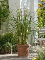 Spartina (Golden Bar Grass) in a terracotta pot