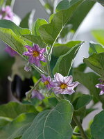 Flower of Solanum melongena 'Picola' (Mini aubergine)
