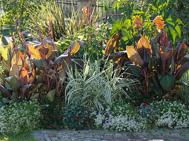 Blattschmuck-Beet: Canna 'Tropicana' (indisches Blumenrohr), Arundo donax