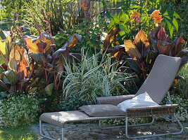 Foliage border: Canna 'Tropicana' (Indian flower cane), Arundo donax