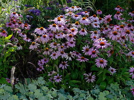 Echinacea purpurea (Roter Sonnenhut), Alchemilla (Frauenmantel)