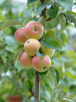 Malus Starline 'Fire Dance' (Columnar apple)