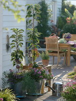 Pillar apple trees on terrace