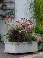 Self-made box with wheels planted with Echinacea purpurea
