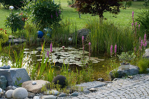 Small natural pond with Nymphaea (water lily), Lythrum