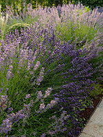 Große Lavendel - Büsche (Lavandula) im Beet